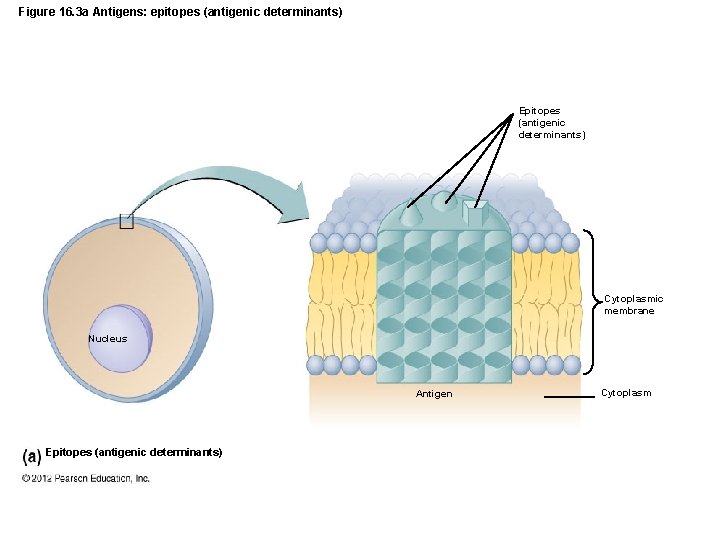 Figure 16. 3 a Antigens: epitopes (antigenic determinants) Epitopes (antigenic determinants) Cytoplasmic membrane Nucleus