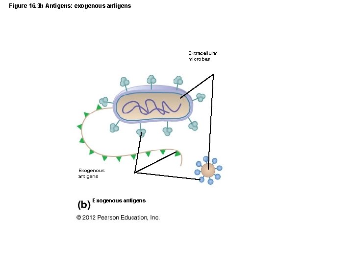 Figure 16. 3 b Antigens: exogenous antigens Extracellular microbes Exogenous antigens 