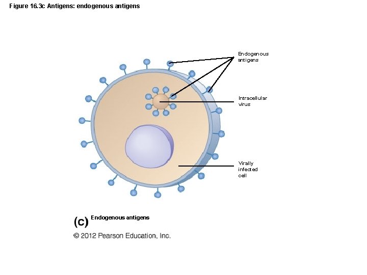 Figure 16. 3 c Antigens: endogenous antigens Endogenous antigens Intracellular virus Virally infected cell