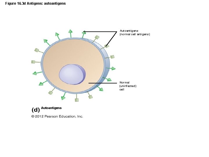 Figure 16. 3 d Antigens: autoantigens Autoantigens (normal cell antigens) Normal (uninfected) cell Autoantigens