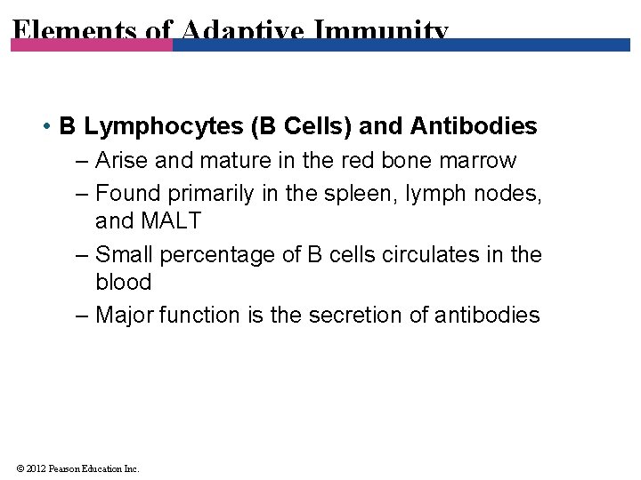 Elements of Adaptive Immunity • B Lymphocytes (B Cells) and Antibodies – Arise and
