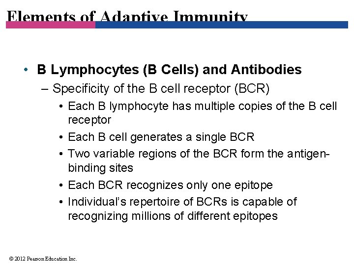 Elements of Adaptive Immunity • B Lymphocytes (B Cells) and Antibodies – Specificity of