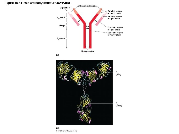 Figure 16. 5 Basic antibody structure-overview 