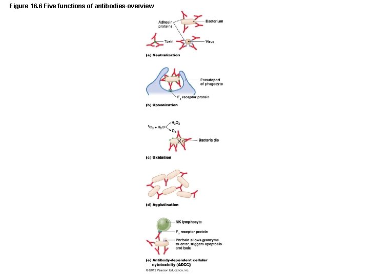 Figure 16. 6 Five functions of antibodies-overview 