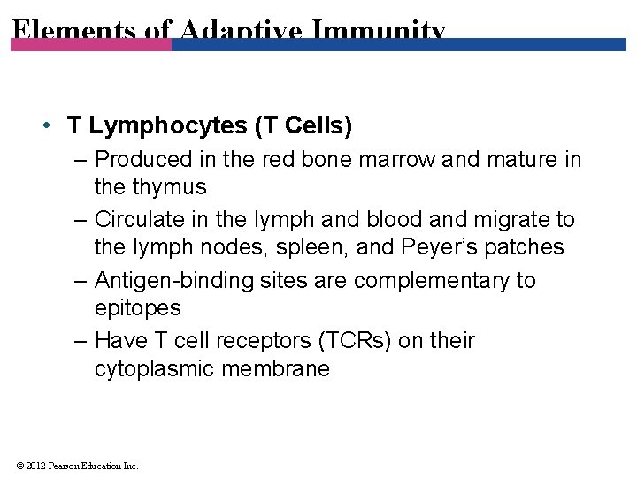 Elements of Adaptive Immunity • T Lymphocytes (T Cells) – Produced in the red