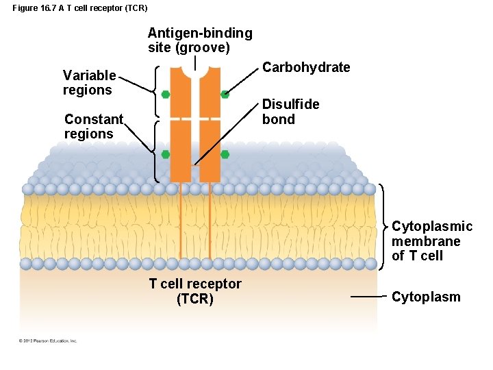 Figure 16. 7 A T cell receptor (TCR) Antigen-binding site (groove) Carbohydrate Variable regions