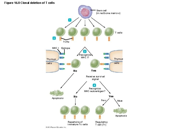 Figure 16. 8 Clonal deletion of T cells Stem cell (in red bone marrow)
