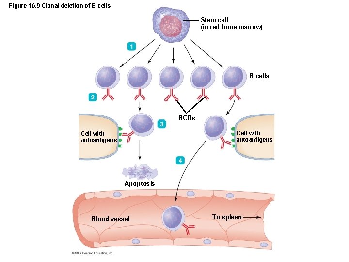 Figure 16. 9 Clonal deletion of B cells Stem cell (in red bone marrow)