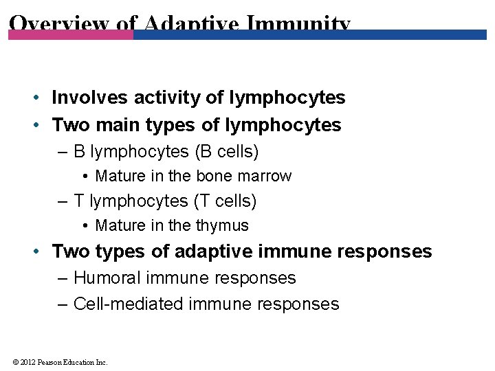 Overview of Adaptive Immunity • Involves activity of lymphocytes • Two main types of