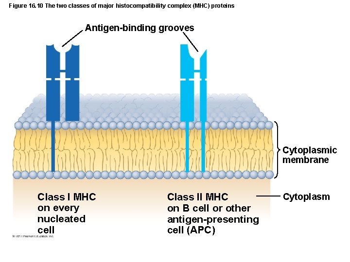 Figure 16. 10 The two classes of major histocompatibility complex (MHC) proteins Antigen-binding grooves