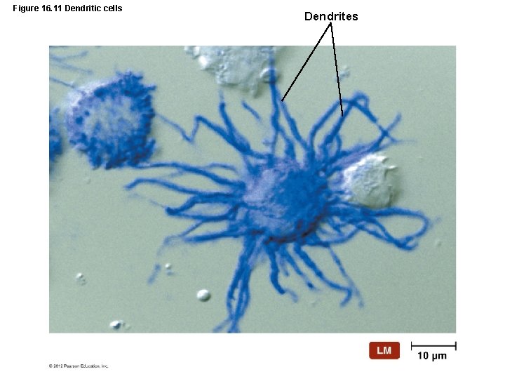 Figure 16. 11 Dendritic cells Dendrites 