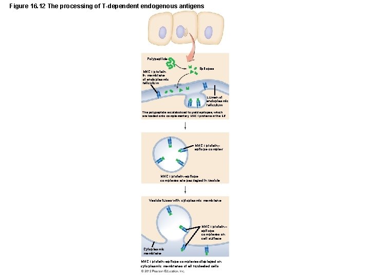 Figure 16. 12 The processing of T-dependent endogenous antigens Polypeptide MHC I protein in