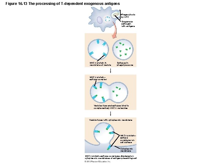 Figure 16. 13 The processing of T-dependent exogenous antigens Phagocytosis by APC Exogenous pathogen