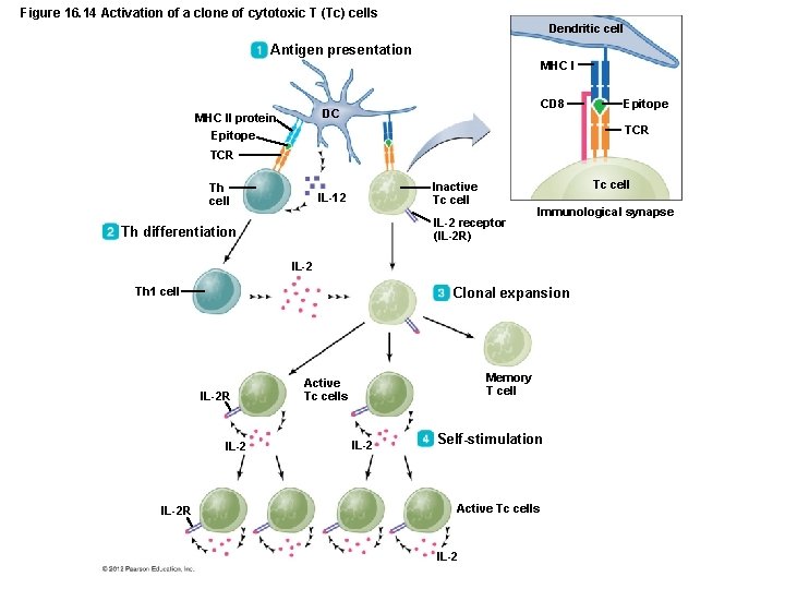 Figure 16. 14 Activation of a clone of cytotoxic T (Tc) cells Dendritic cell