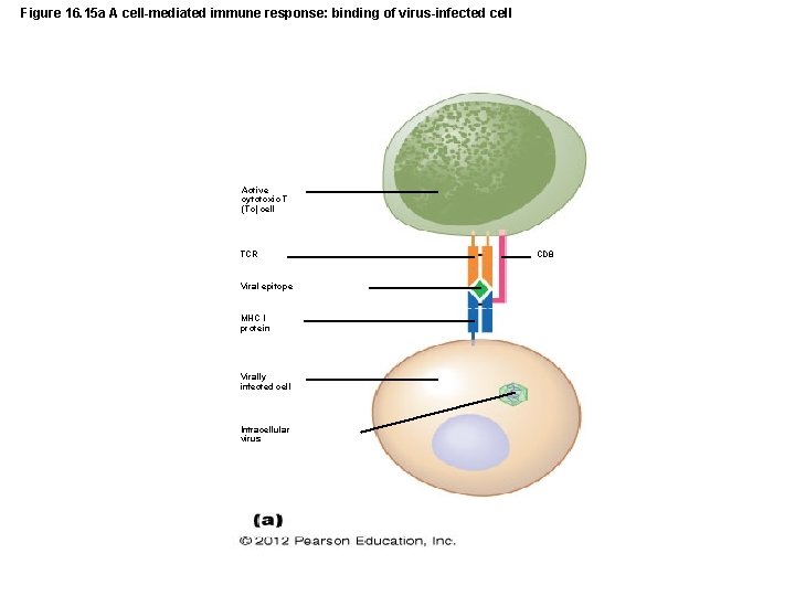 Figure 16. 15 a A cell-mediated immune response: binding of virus-infected cell Active cytotoxic