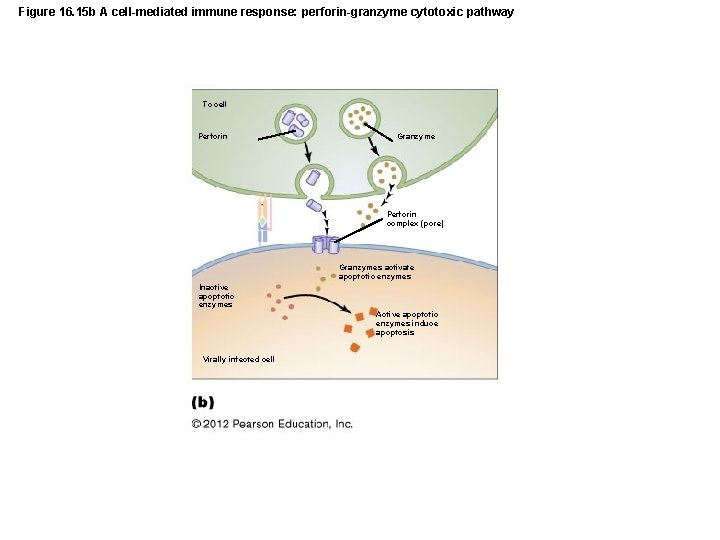 Figure 16. 15 b A cell-mediated immune response: perforin-granzyme cytotoxic pathway Tc cell Perforin