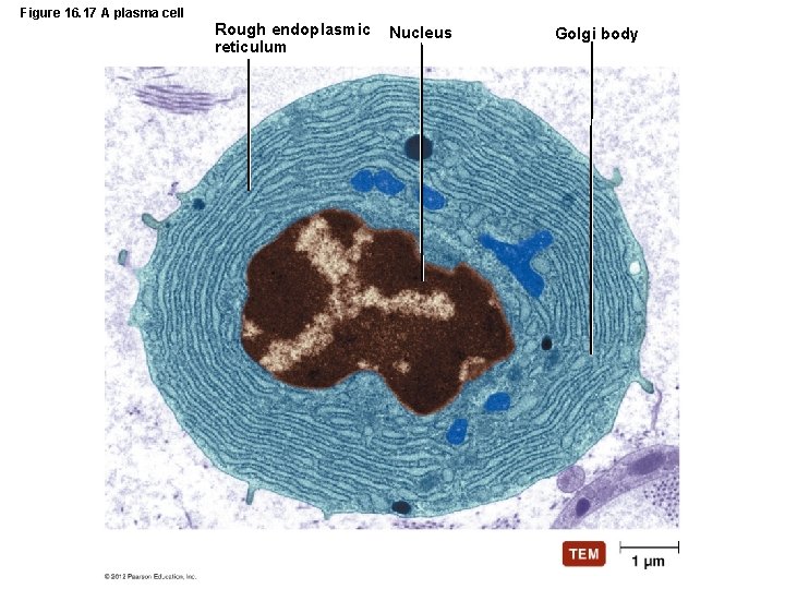 Figure 16. 17 A plasma cell Rough endoplasmic reticulum Nucleus Golgi body 