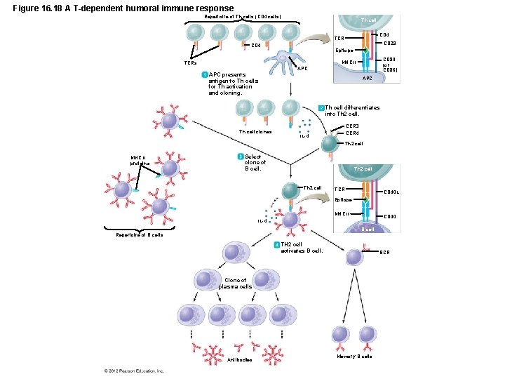 Figure 16. 18 A T-dependent humoral immune response Repertoire of Th cells (CD 4