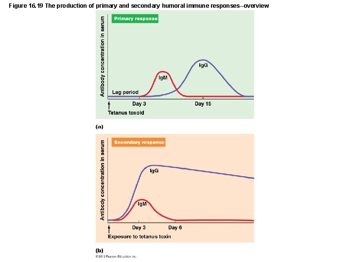 Figure 16. 19 The production of primary and secondary humoral immune responses--overview 