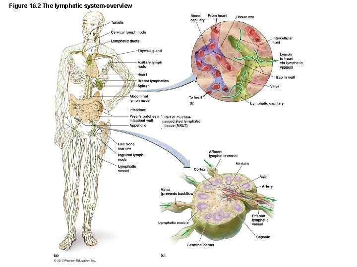 Figure 16. 2 The lymphatic system-overview 