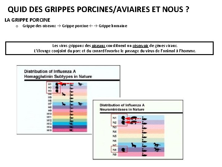 QUID DES GRIPPES PORCINES/AVIAIRES ET NOUS ? LA GRIPPE PORCINE o Grippe des oiseaux