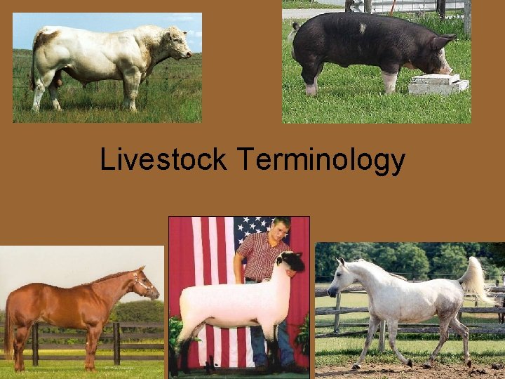 Livestock Terminology 