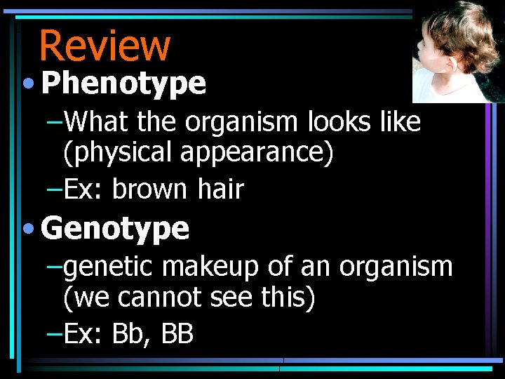 Review • Phenotype –What the organism looks like (physical appearance) –Ex: brown hair •
