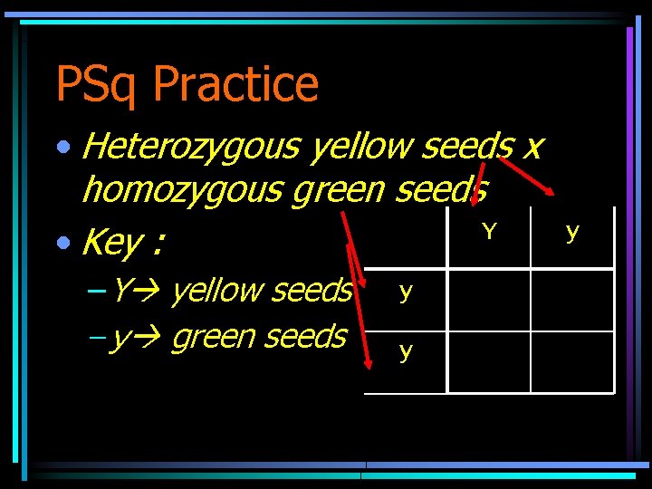 PSq Practice • Heterozygous yellow seeds x homozygous green seeds Y • Key :