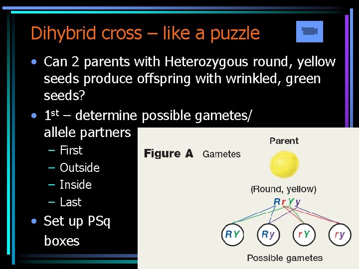 Dihybrid cross – like a puzzle • Can 2 parents with Heterozygous round, yellow