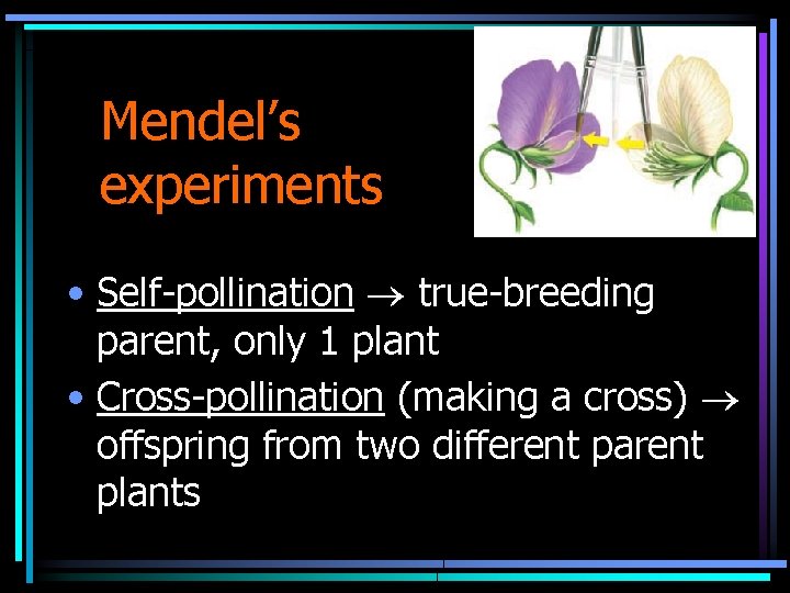 Mendel’s experiments • Self-pollination true-breeding parent, only 1 plant • Cross-pollination (making a cross)