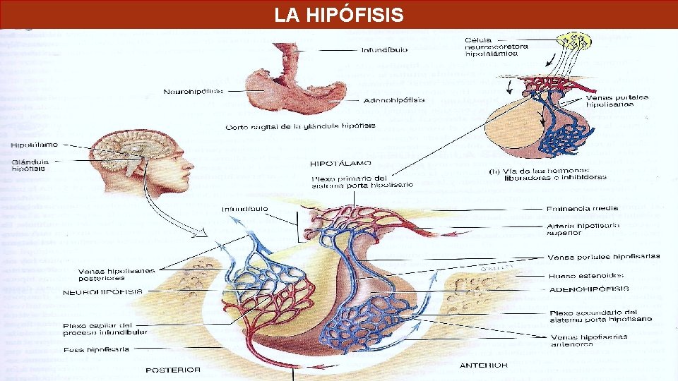 LA HIPÓFISIS LA HIPÓFISIS