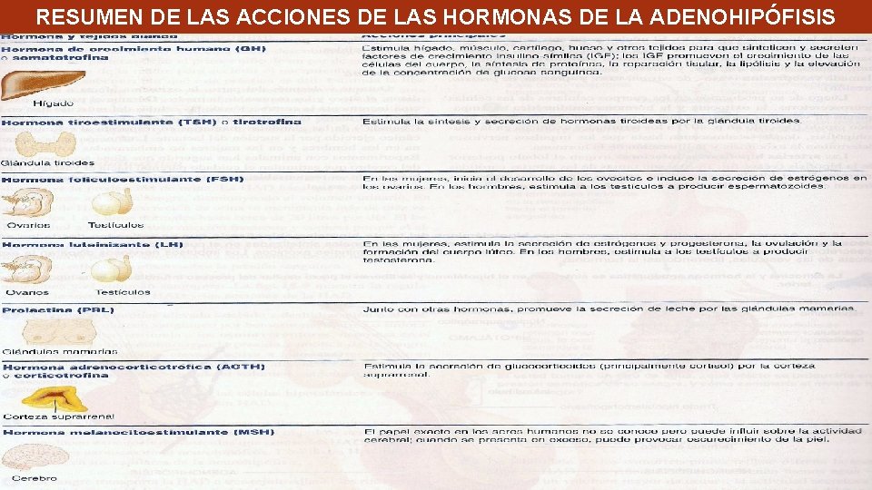 RESUMEN DE LAS ACCIONES DE LAS HORMONAS DE LA ADENOHIPÓFISIS RESUMEN DE LAS ACCIONES DE LAS HORMONAS DE LA ADENOHIPÓFISIS