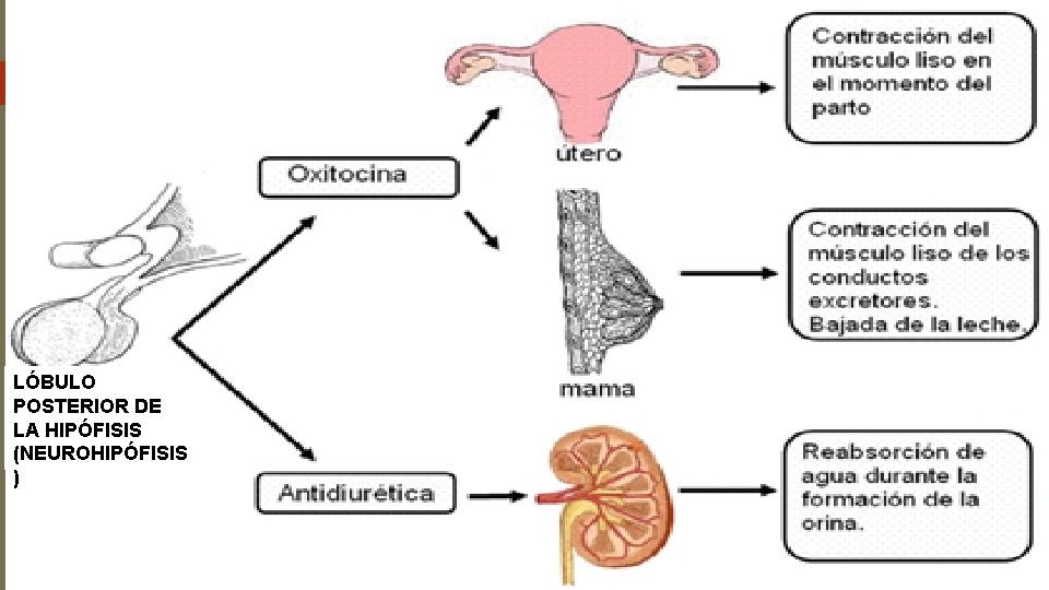 OXITOCINA LÓBULO POSTERIOR DE LA HIPOFISIS LÓBULO POSTERIOR DE LA HIPÓFISIS (NEUROHIPÓFISIS ) HORMONA OXITOCINA LÓBULO POSTERIOR DE LA HIPOFISIS LÓBULO POSTERIOR DE LA HIPÓFISIS (NEUROHIPÓFISIS ) HORMONA