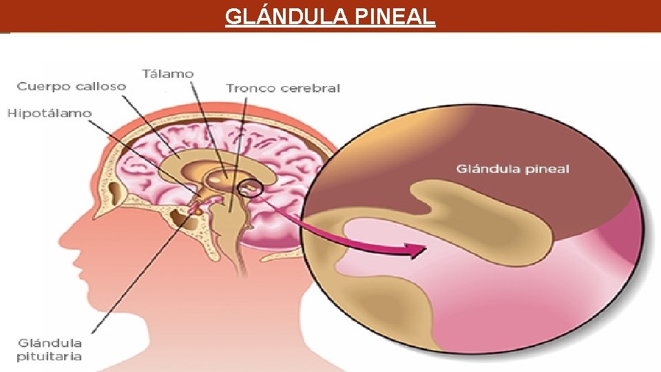 GLÁNDULA PINEAL GLÁNDULA PINEAL