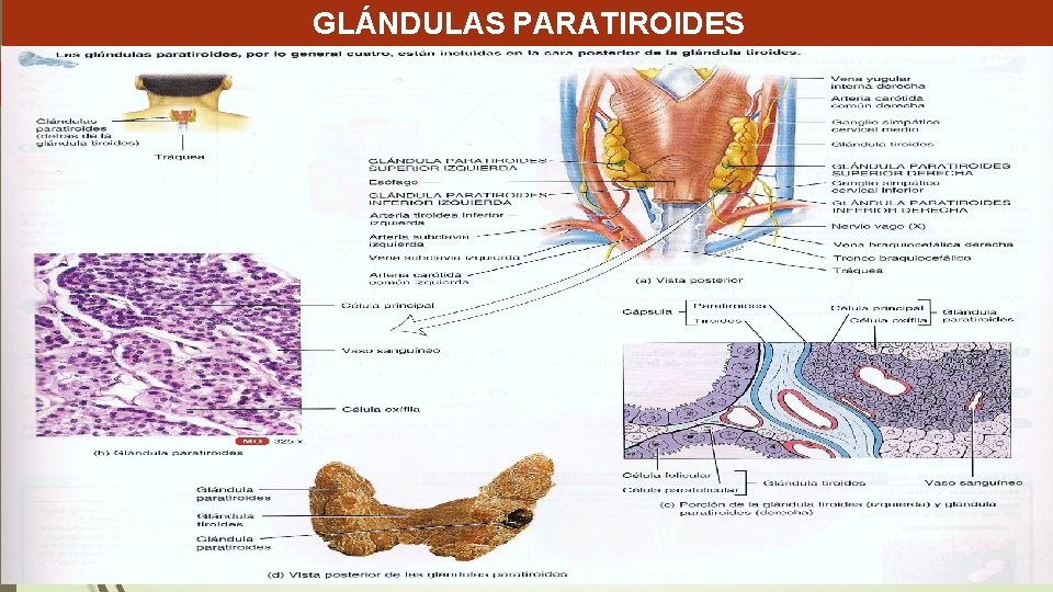 GLÁNDULAS PARATIROIDES GLÁNDULAS PARATIROIDES