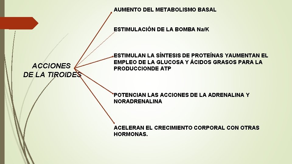 AUMENTO DEL METABOLISMO BASAL ESTIMULACIÓN DE LA BOMBA Na/K ACCIONES DE LA TIROIDES ESTIMULAN AUMENTO DEL METABOLISMO BASAL ESTIMULACIÓN DE LA BOMBA Na/K ACCIONES DE LA TIROIDES ESTIMULAN