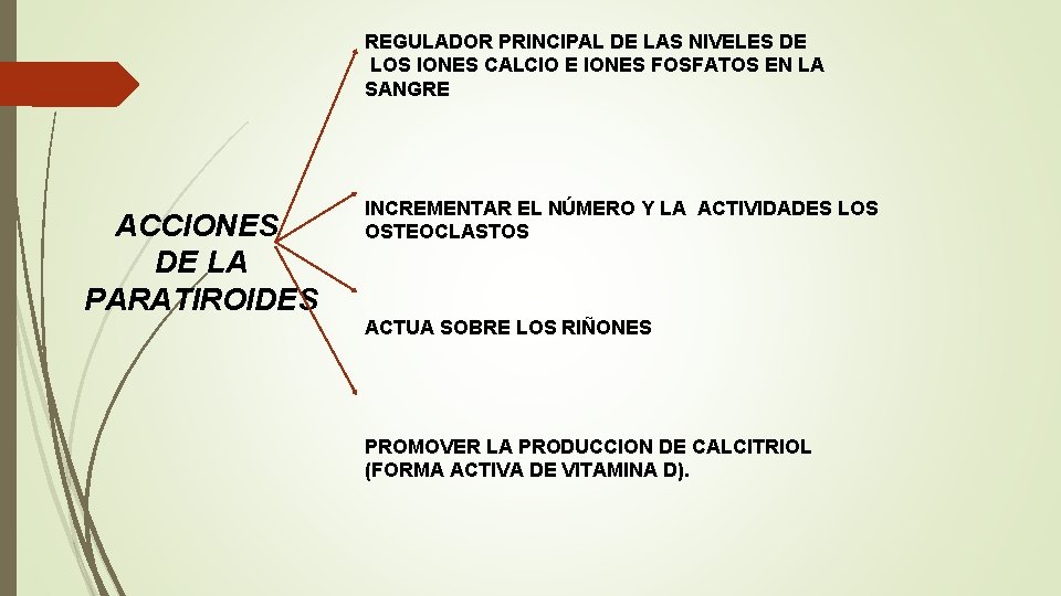 REGULADOR PRINCIPAL DE LAS NIVELES DE LOS IONES CALCIO E IONES FOSFATOS EN LA REGULADOR PRINCIPAL DE LAS NIVELES DE LOS IONES CALCIO E IONES FOSFATOS EN LA