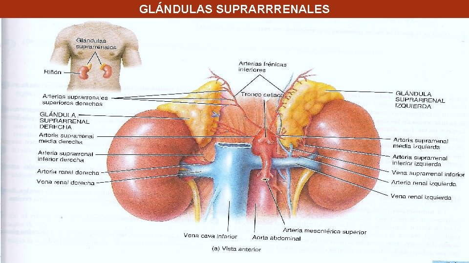 GLÁNDULAS SUPRARRRENALES GLÁNDULAS SUPRARRRENALES