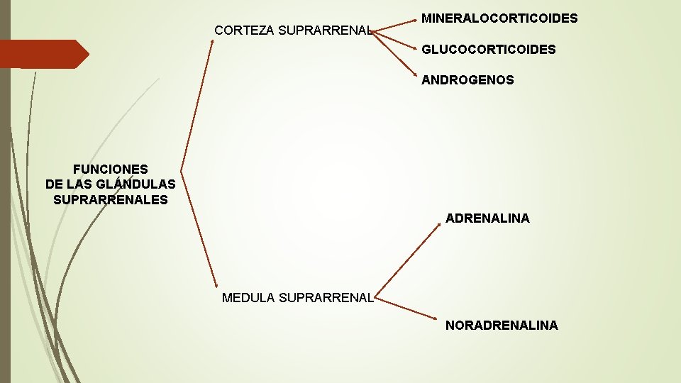 CORTEZA SUPRARRENAL MINERALOCORTICOIDES GLUCOCORTICOIDES ANDROGENOS FUNCIONES DE LAS GLÁNDULAS SUPRARRENALES ADRENALINA MEDULA SUPRARRENAL NORADRENALINA CORTEZA SUPRARRENAL MINERALOCORTICOIDES GLUCOCORTICOIDES ANDROGENOS FUNCIONES DE LAS GLÁNDULAS SUPRARRENALES ADRENALINA MEDULA SUPRARRENAL NORADRENALINA
