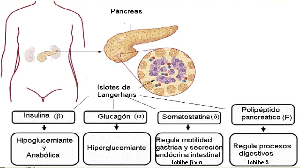 Inhibe β y α Inhibe δ Inhibe β y α Inhibe δ