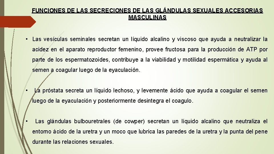 FUNCIONES DE LAS SECRECIONES DE LAS GLÁNDULAS SEXUALES ACCESORIAS MASCULINAS • Las vesículas seminales FUNCIONES DE LAS SECRECIONES DE LAS GLÁNDULAS SEXUALES ACCESORIAS MASCULINAS • Las vesículas seminales