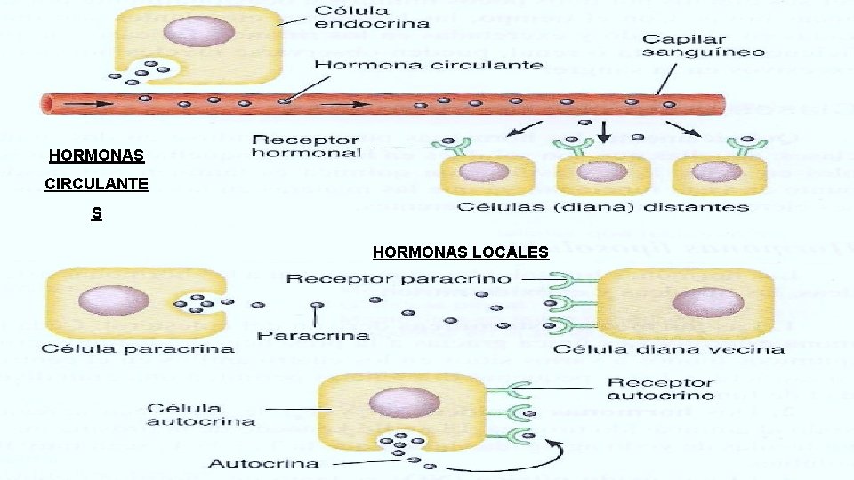 HORMONAS CIRCULANTE S HORMONAS LOCALES HORMONAS CIRCULANTE S HORMONAS LOCALES