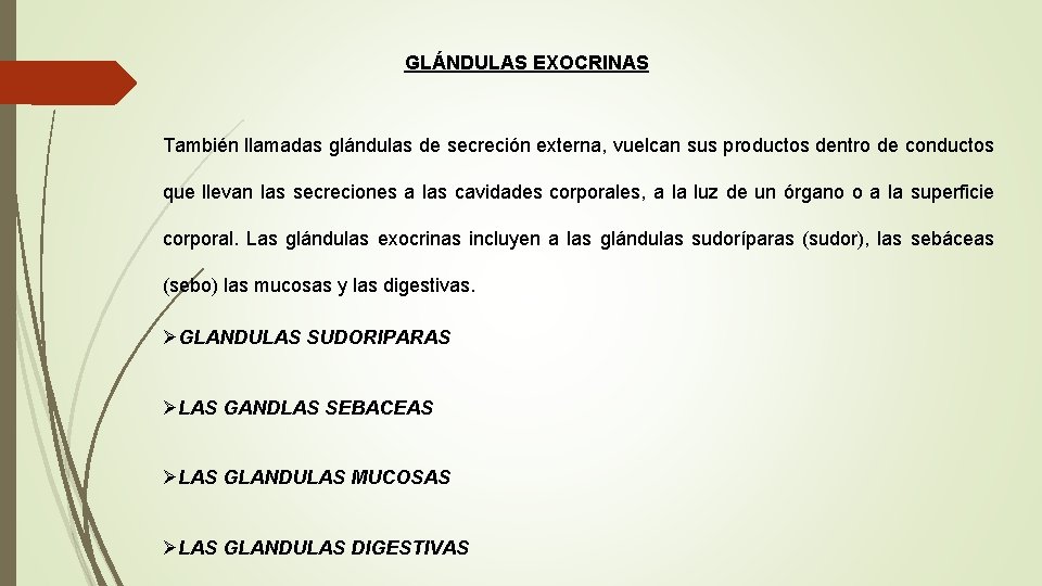 GLÁNDULAS EXOCRINAS También llamadas glándulas de secreción externa, vuelcan sus productos dentro de conductos GLÁNDULAS EXOCRINAS También llamadas glándulas de secreción externa, vuelcan sus productos dentro de conductos
