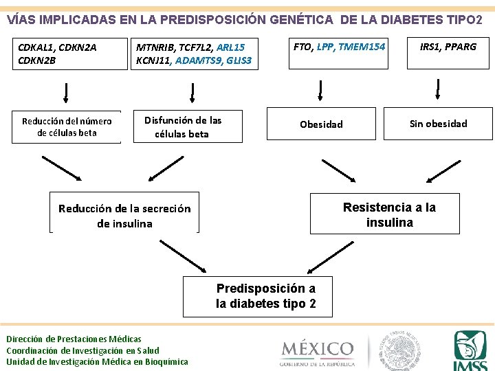 VÍAS IMPLICADAS EN LA PREDISPOSICIÓN GENÉTICA DE LA DIABETES TIPO 2 CDKAL 1, CDKN