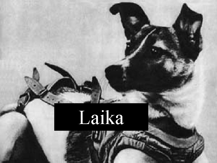 Laika 