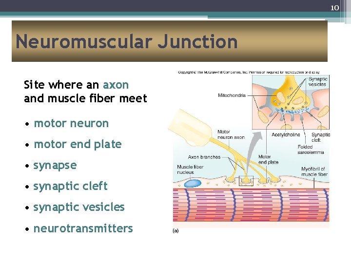 10 Neuromuscular Junction Site where an axon and muscle fiber meet • motor neuron