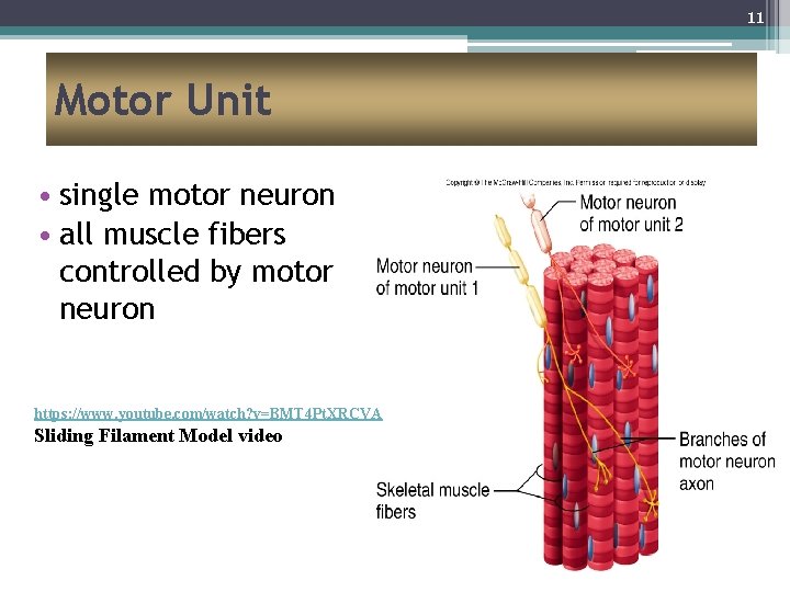 11 Motor Unit • single motor neuron • all muscle fibers controlled by motor