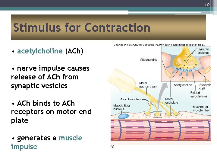12 Stimulus for Contraction • acetylcholine (ACh) • nerve impulse causes release of ACh
