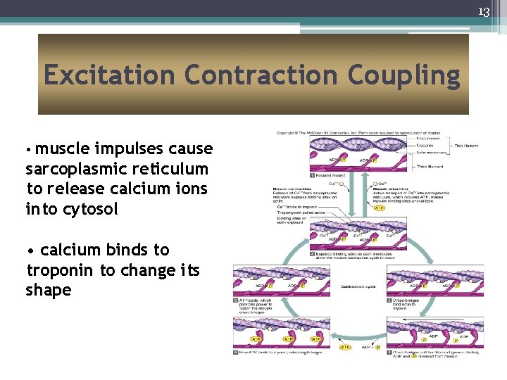 13 Excitation Contraction Coupling • muscle impulses cause sarcoplasmic reticulum to release calcium ions