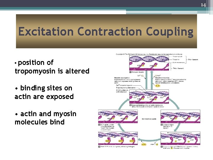 14 Excitation Contraction Coupling • position of tropomyosin is altered • binding sites on